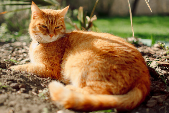 Cute ginger cat in sunny garden. Furry orange cat relaxing outdoor with sunshine