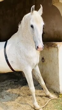 White horse standing on sand in stable close up shot.