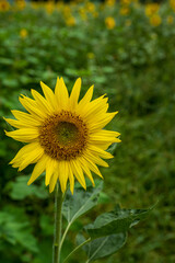 Obraz premium Beautiful yellow sunflower blooming with blurred green field background.