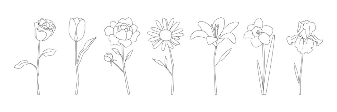 Minimalist line art flowers including rose, tulip, peony, daisy, lily, daffodil, and iris, arranged horizontally, elegant botanical illustration for design, study, or coloring