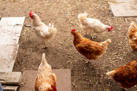 Chickens foraging and walking in farm yard dirt area daytime
