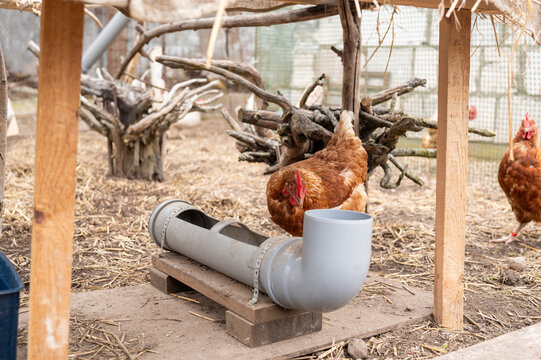 Brown hen feeding from pvc feeder inside farm chicken coop