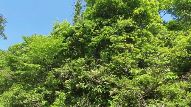 【4K】春の津軽半島を走る：芽吹いたばかりの緑のトンネルを抜ける絶景ドライブ。青森の爽快な春の車窓風景　[4K] Spring Drive in Tsugaru Peninsula: Driving Through a Vibrant Green Tree Tunnel, Aomori Japan 撮影日：20260518-1