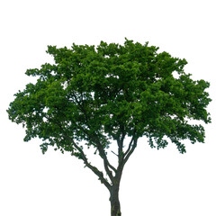 Obraz premium Large green tree stands alone against a plain white background in a garden setting during daytime
