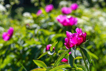 Obraz premium Peony, wild flowers blooming in Alps