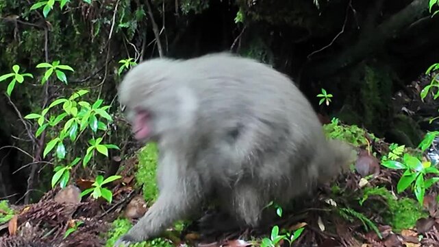 Wild Yakushima macaque mother holding her cute baby and walking along the historic railway track in ancient forest