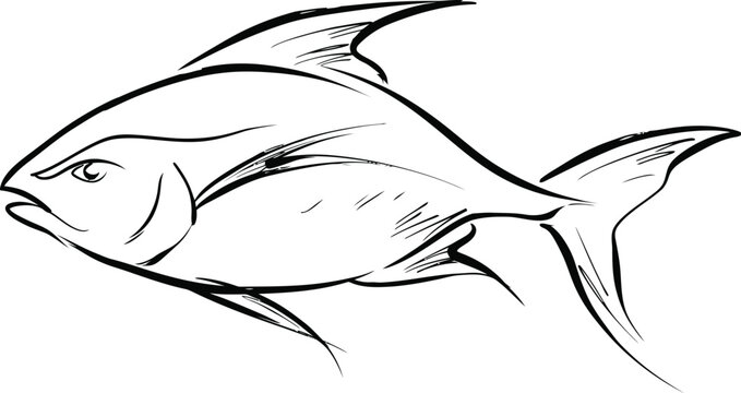  Saltwater fish artistic hand drawn line illustration of a large