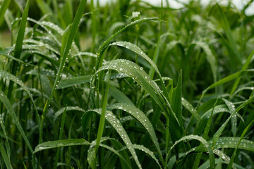 Fototapeta premium Morning Dew on Green Grass at Sunrise Macro Nature Background
