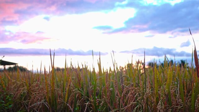 Close up of ripe yellow rice ears on paddy field under colorful morning sky. Agricultural rural landscape before harvest.
