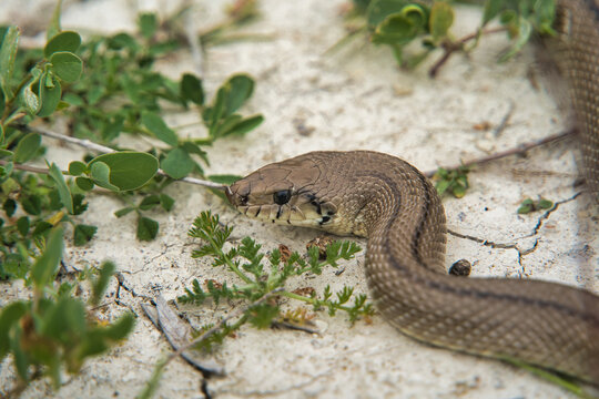 A brown snake slithers across dry cracked earth