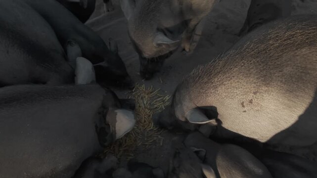 Hungry family of pigs feasting on grain chips at Koh Samui island Thailand
