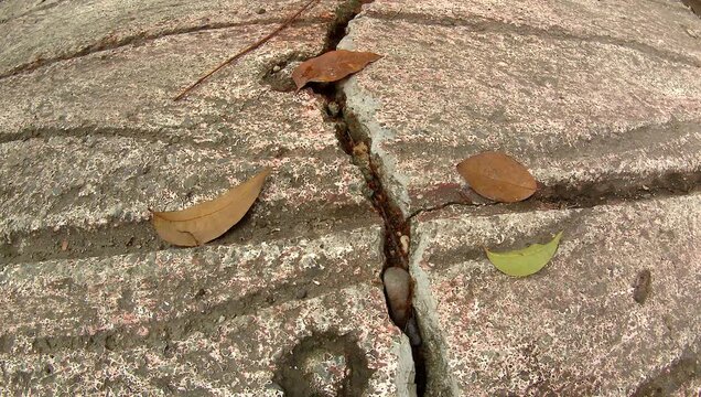 an anthill in a crevice between concrete slabs