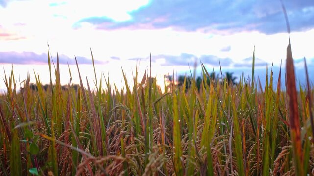 Close up of ripe yellow rice ears on paddy field under colorful morning sky. Agricultural rural landscape before harvest.
