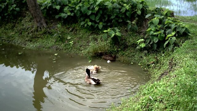 Domestic Brown Ducks Swimming and Preening Near Grassy Pond Edge