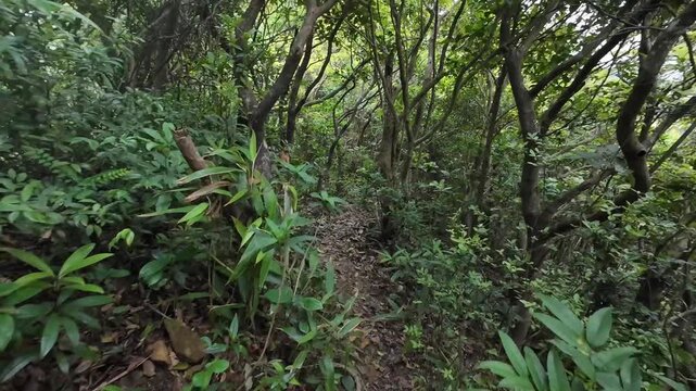 Hiking in the mountains of Hong Kong