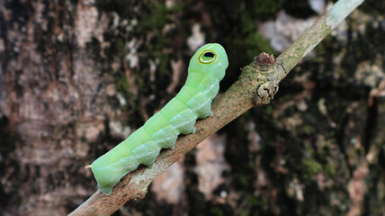 Green Hawkmoth Caterpillar Mimicking a Snake with Large Eye Spots on Twig © Ari