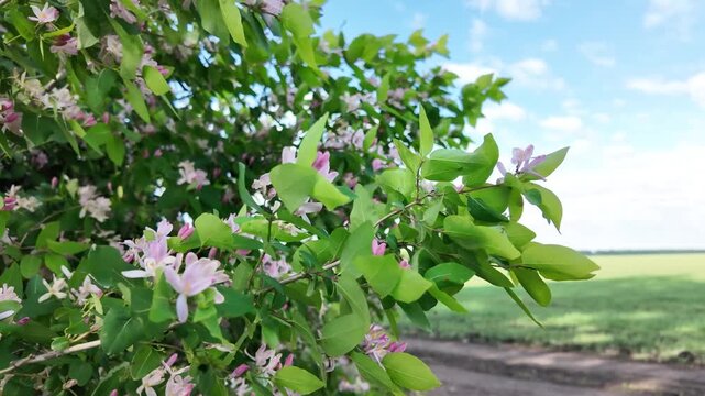 Tatar honeysuckle blooms with pink flowers and sways from the wind.