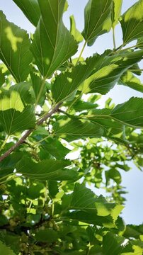 White mulberry tree with berries, Morus alba. Vertical video
