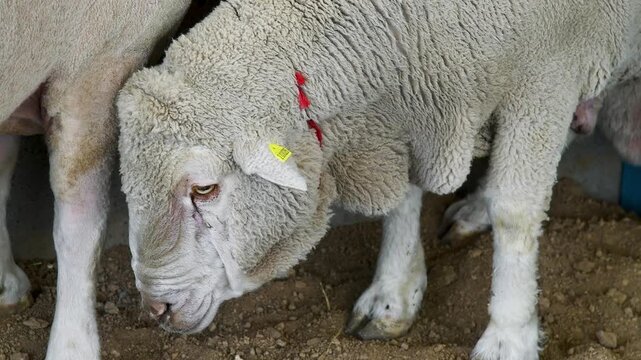 Sheep in the sheep pen on the farm
