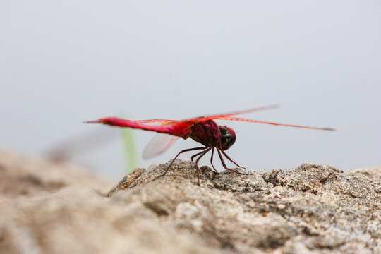Sharp focus on a red insect&rsquo;s thorax and head, demonstrating the biological complexity of Odonata species in the wild.