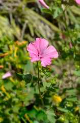 Obraz premium Rose mallow pink flower - Latin name - Malva trimestris