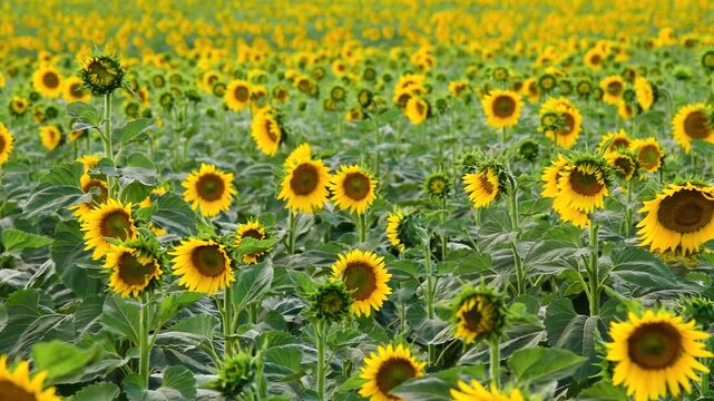 Sunflower field on a sunny summer day