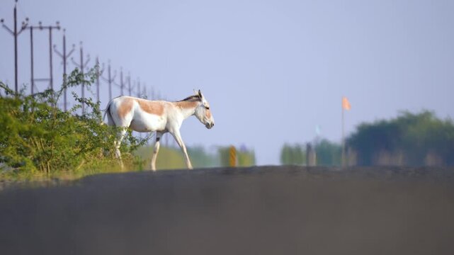 Indian Wild Ass (Ghudkhar) Herd at Gujarat Nadabet Wetland