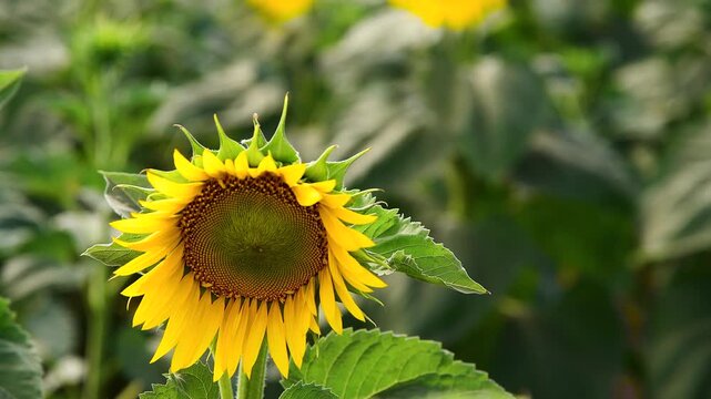 Sunflower field on a sunny summer day