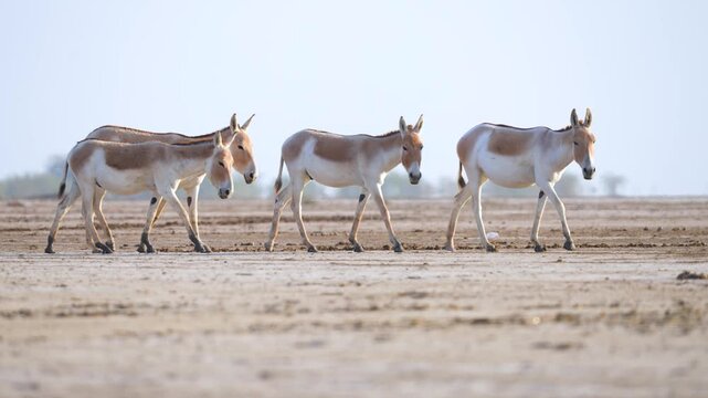 Indian Wild Ass (Ghudkhar) Herd at Gujarat Nadabet Wetland