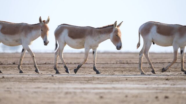 Indian Wild Ass (Ghudkhar) Herd at Gujarat Nadabet Wetland