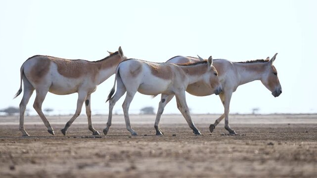 Indian Wild Ass (Ghudkhar) Herd at Gujarat Nadabet Wetland