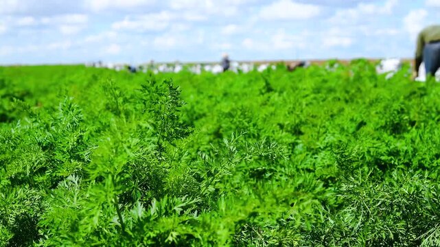 Harvesting carrots in a farmer's field, on a sunny summer day.