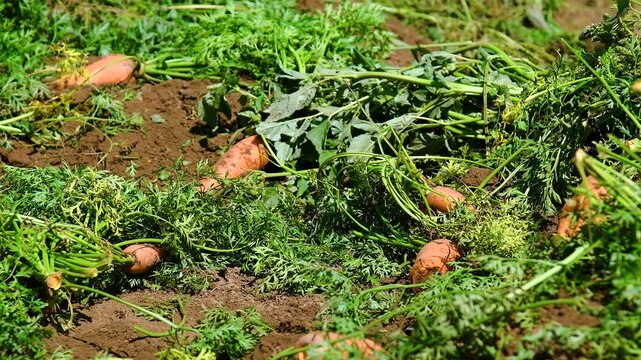 Harvesting carrots in a farmer's field, on a sunny summer day.