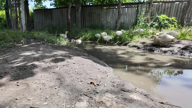Domestic goslings swim in the river and search for food in the water and nibble grass on the shore