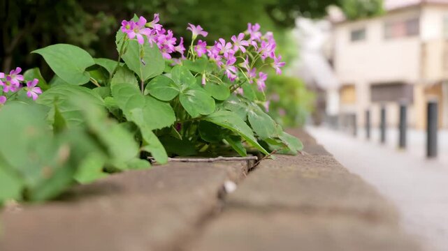 Pink oxalis corymbosa flowers swaying in the wind on the roadside with green leaves close up shot.