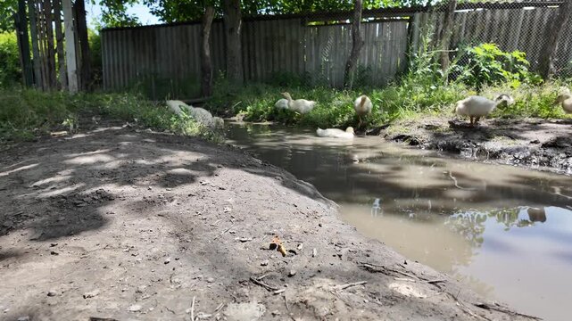 Domestic goslings swim in the river and search for food in the water and nibble grass on the shore