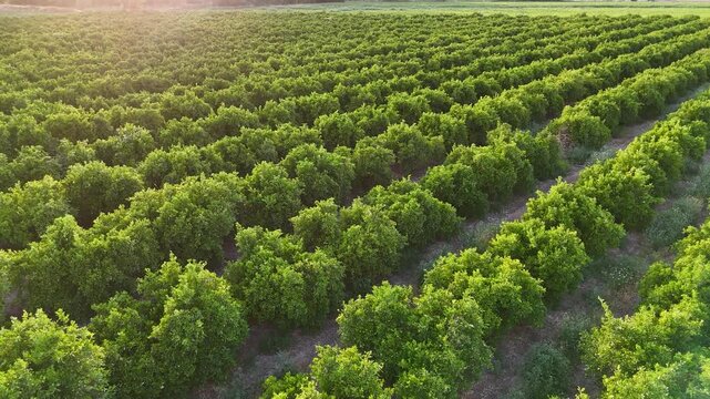 Aerial view of an orange grove plantation at sunset