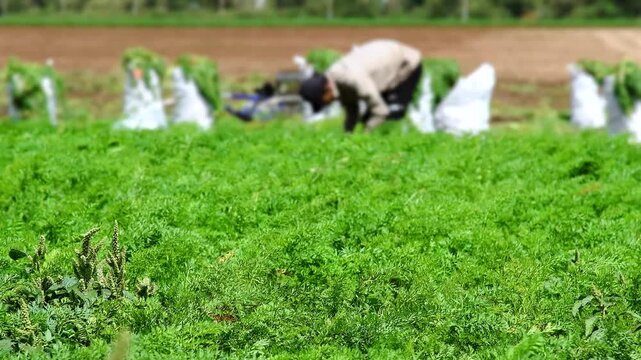 Harvesting carrots in a farmer's field, on a sunny summer day.