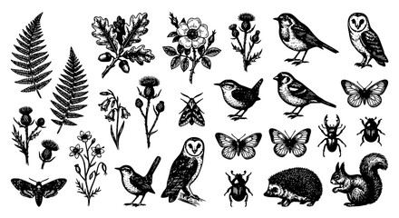 Obraz premium Antique Natural History Forest Plants Birds and Insects Engraved Vector Collection