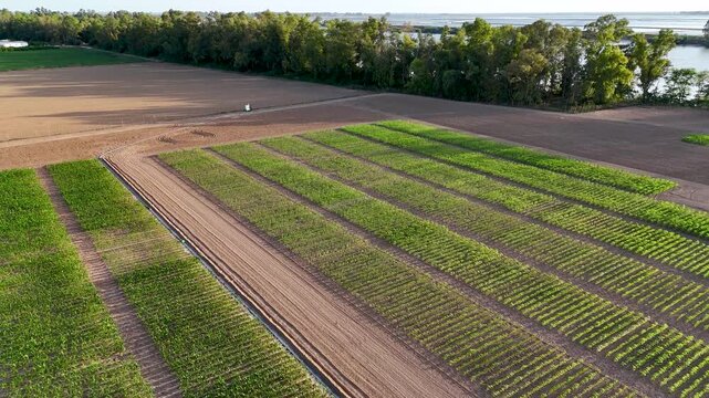 Aerial view of agricultural research fields for testing new crops