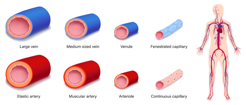 Type of blood vessels. Arteries and Veins. Educational medical science. Circulatory system.