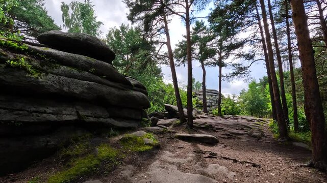Trees growing on rocky ground. A natural landscape in a northern climate, on a sunny summer day