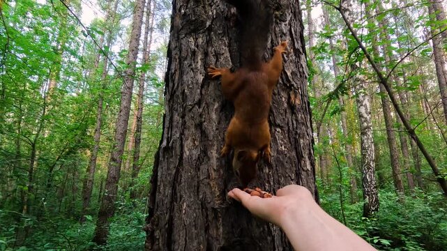 A man hands a small squirrel nuts to feed. A little squirrel in a summer forest