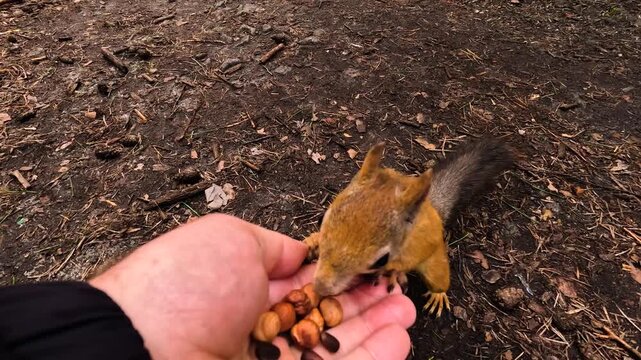 A man hands a small squirrel nuts to feed. A little squirrel in a summer forest