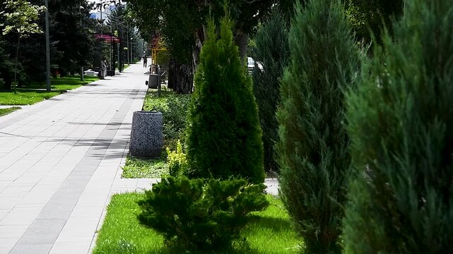 Trees and plants in the city