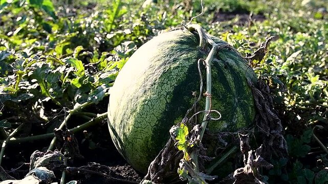 Watermelons grow in the field