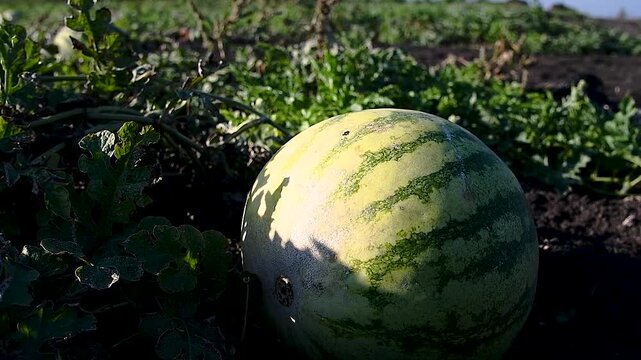 Watermelons grow in the field