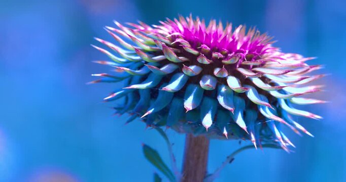 Macro - Purple flower in a field