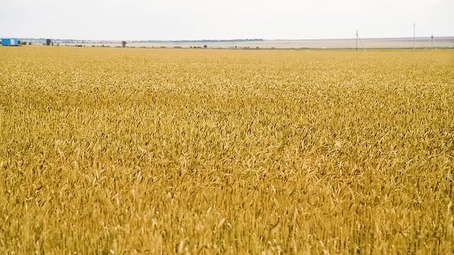Wheat field. Golden ripe ears of wheat swing in the wind