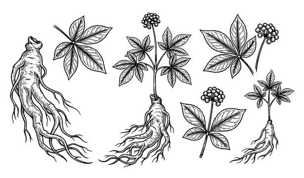 Ginseng Plant and Root Hand Drawn Botanical Vector Illustration